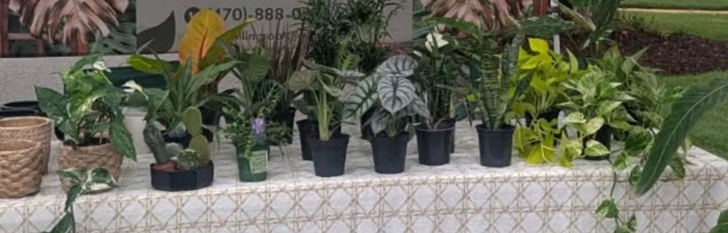 Tropical houseplants lined up on the table at a Rolling Root pop-up