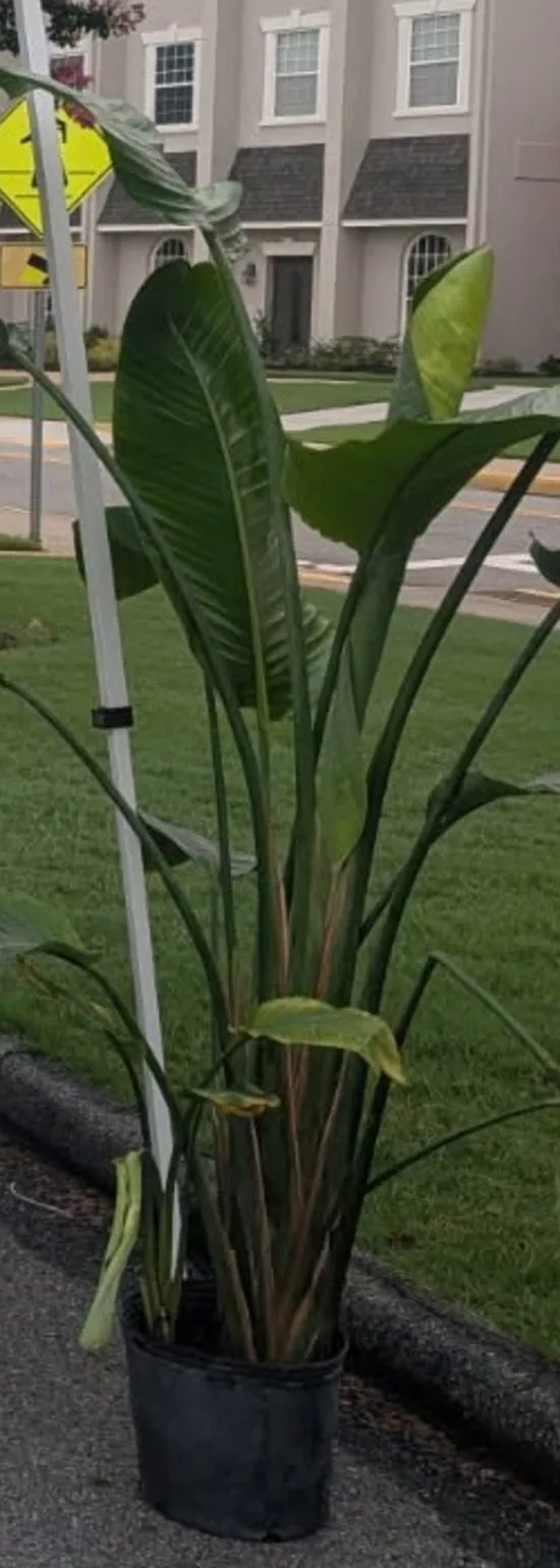 White Bird of Paradise in a 10-inch nursery pot